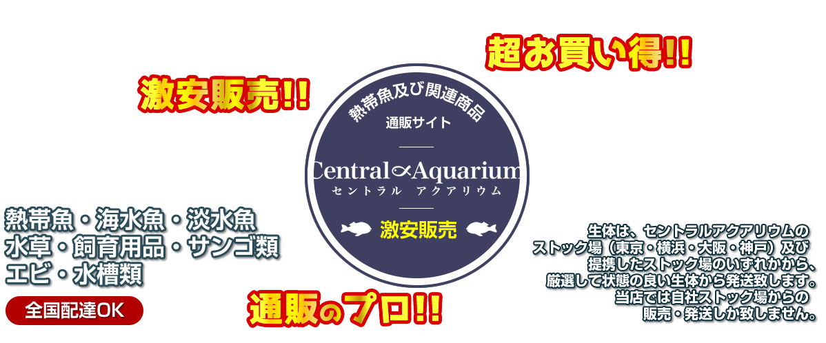Central Aquarium(セントラルアクアリウム)|熱帯魚及び関連商品の激安通販サイト/